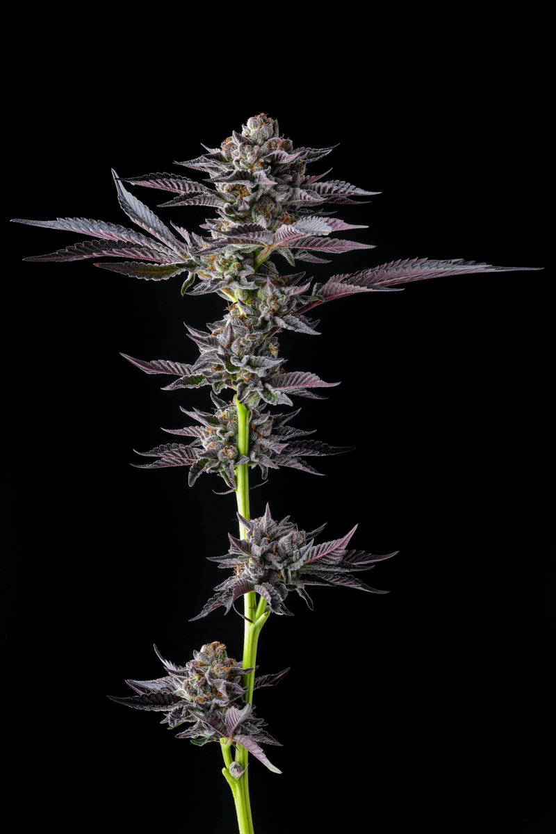 Galactic Runtz by @philoselect