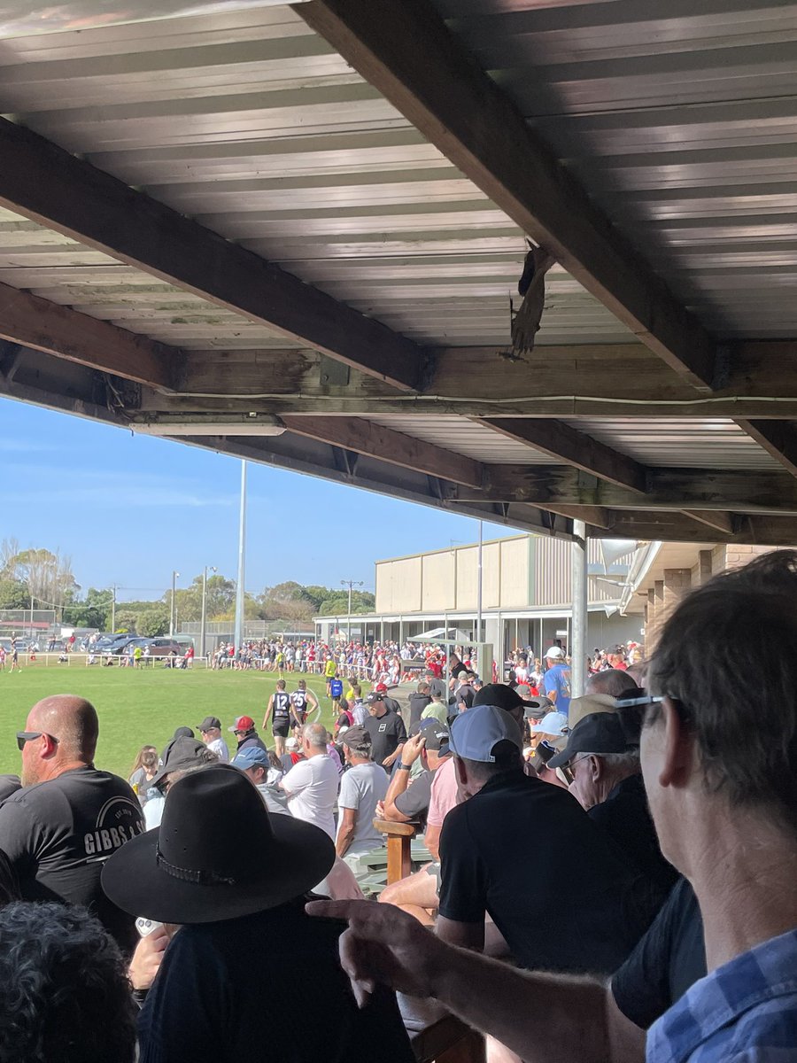 Koroit FNC tweet media