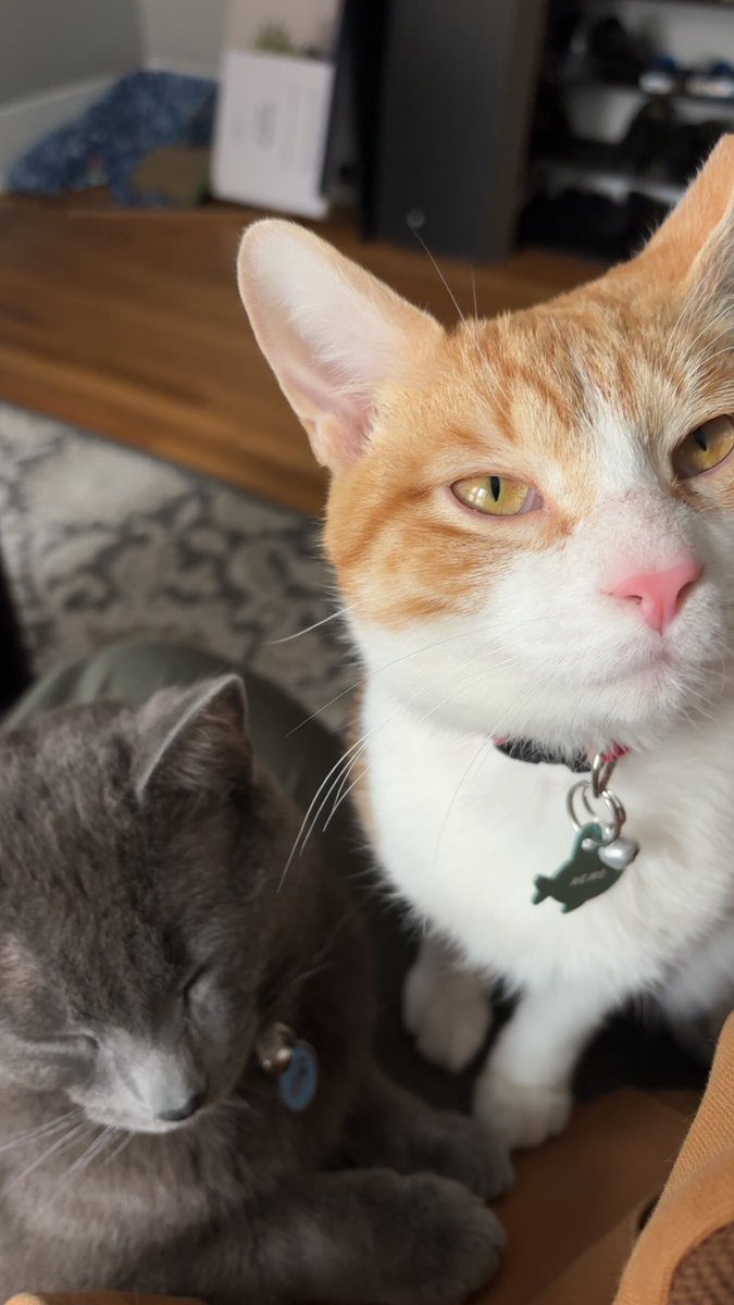 yuni_bash's tweet image. My sons