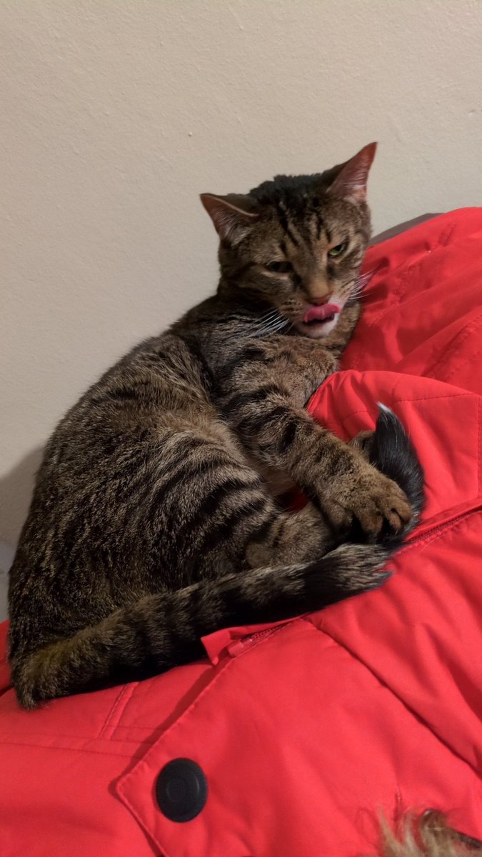 i_cry_potatoes's tweet image. mlem