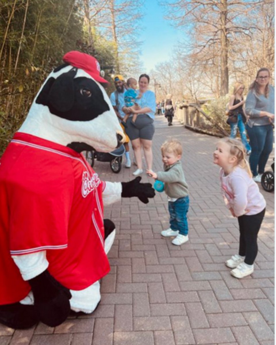 CFACINCYNKY (@cfacincynky) on Twitter photo Chick-fil-A Cow will be at the <a href="/CincinnatiZoo/">Cincinnati Zoo</a> Saturday, April 26th, Noon - 5 p.m. Stop by our tent near the path to Giraffe Ridge for a treat and photo with Cow. Chick-fil-A Cow will be at the <a href="/CincinnatiZoo/">Cincinnati Zoo</a> Saturday, April 26th, Noon - 5 p.m. Stop by our tent near the path to Giraffe Ridge for a treat and photo with Cow.