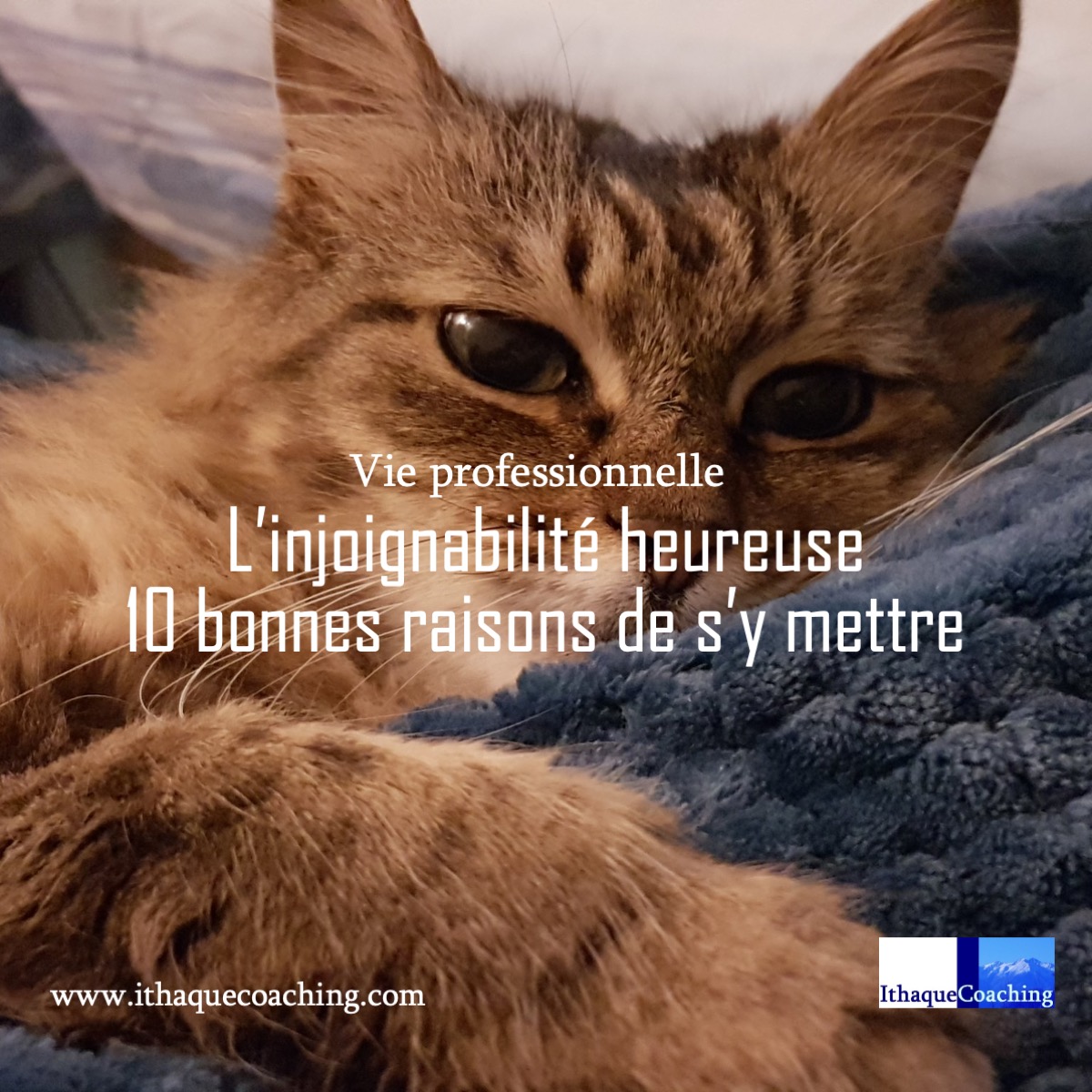Pour préserver des temps, même courts, de déconnection, joue-là comme mon chat qui maîtrise à la perfection l'art de l'injoignabilité heureuse
ithaquecoaching.com/articles/injoi…