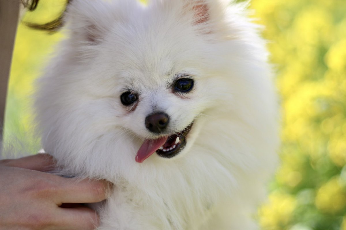 so_ta914's tweet photo. ベロが出ちゃうわんこ🐶 https://t.co/nDCziCQF1v