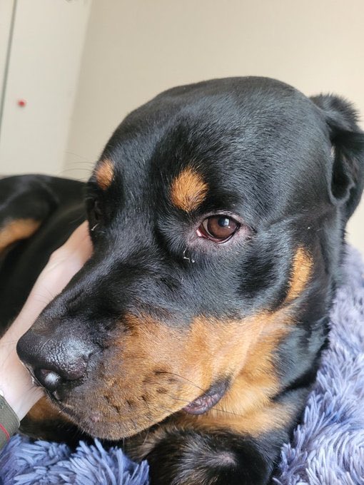 shellblake398's tweet image. 