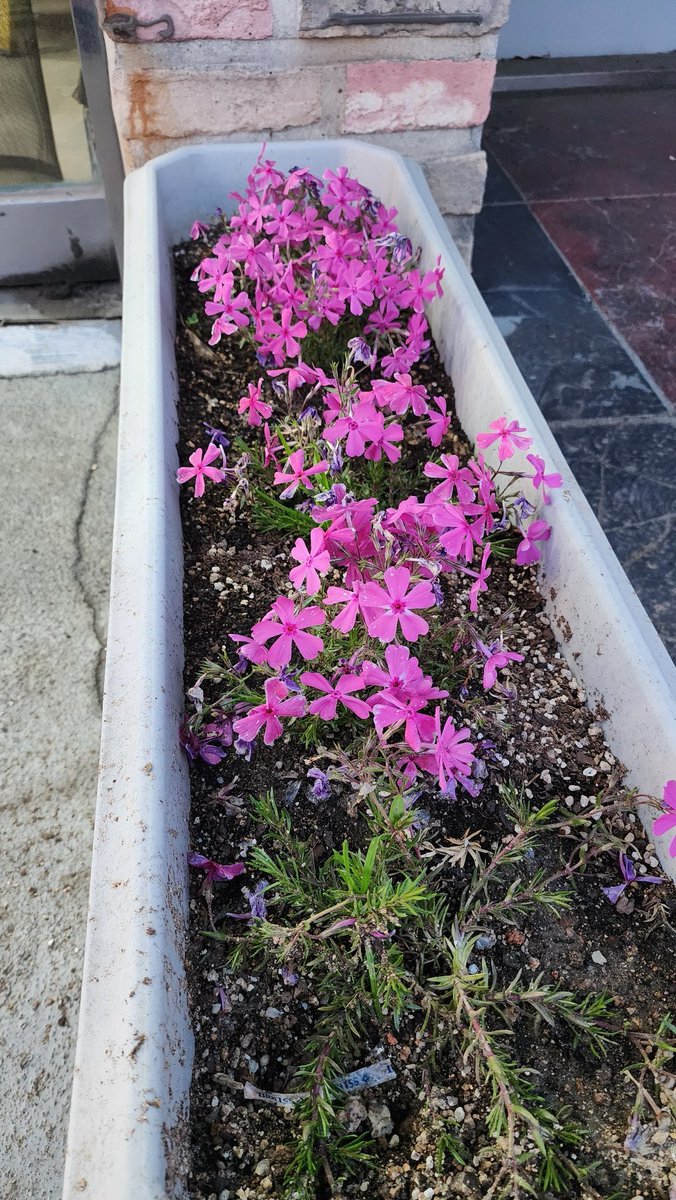 길가에 꽃잔디가 폈네요^^