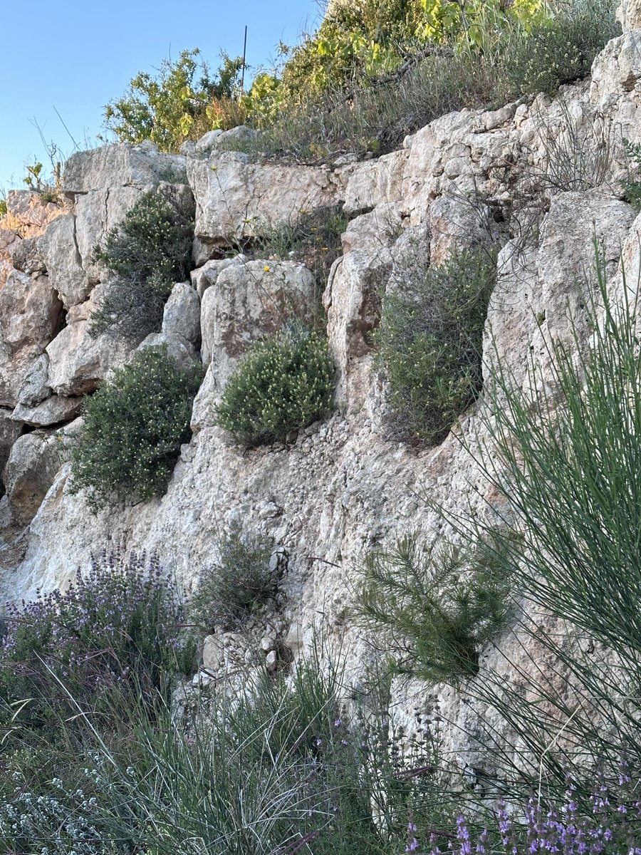 miriampollick's tweet photo. #LifeintheHolyLand🇮🇱 
#MakeAliyah✈️ 

Shabbat shalom from beautiful Shomron, Israel 🇮🇱 

Wishing my 𝕏 family a beautiful Shabbat filled with uplifting prayers and conversations 

Yummy and nourishing food

and a house filled with love 💕 https://t.co/mEQe6Xruj6