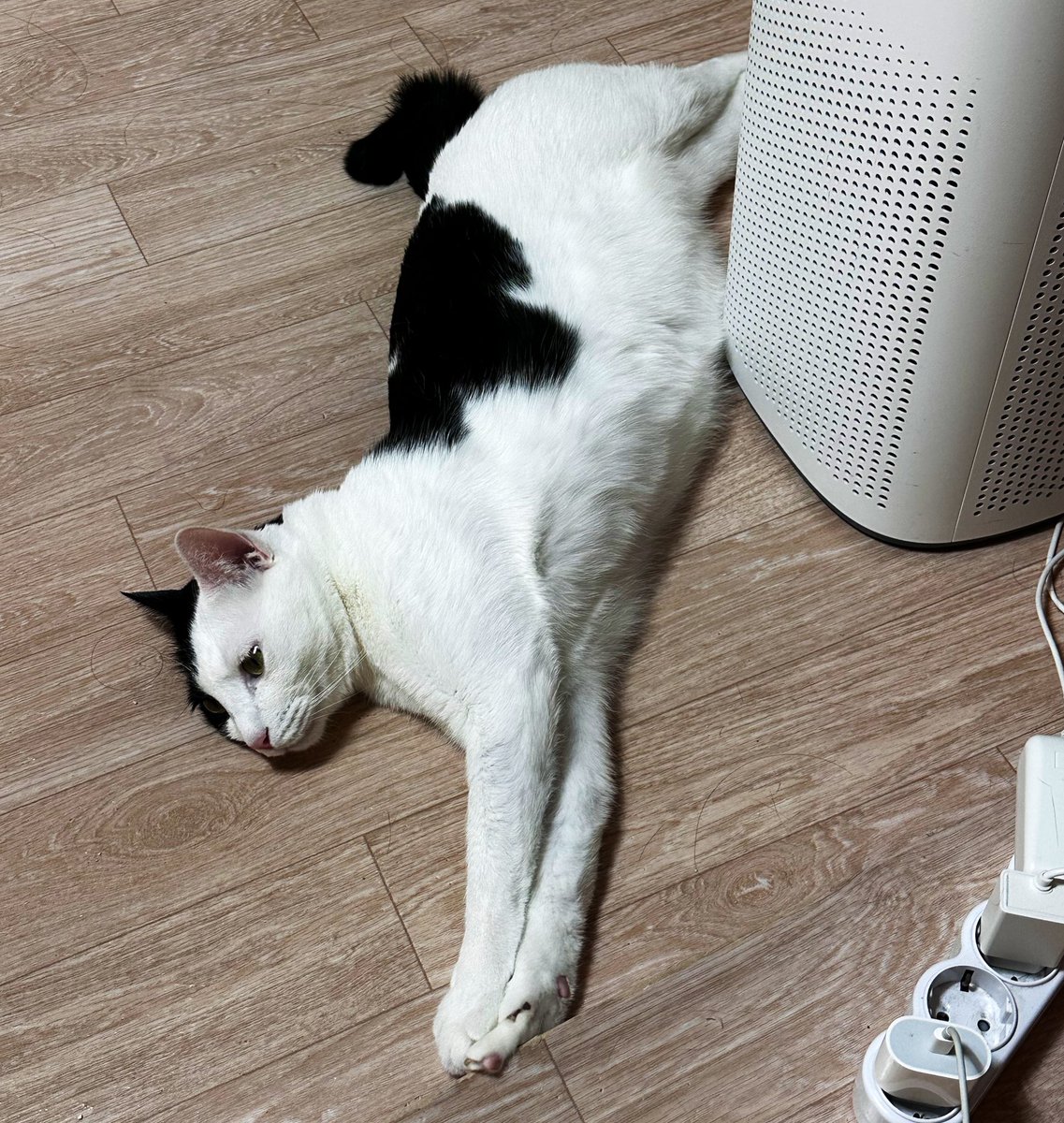 뚱땡이의 새 취미…

공청기 바로 앞에 누워서 방구를 낌
그러면 공청기가 열받아서 빨간불키고 웅웅 돌아감
그러면 뚱땡이는 그 소리 들으면서 골골골함

구라치지마 이게 무슨 취미야
너 뭐야 진짜