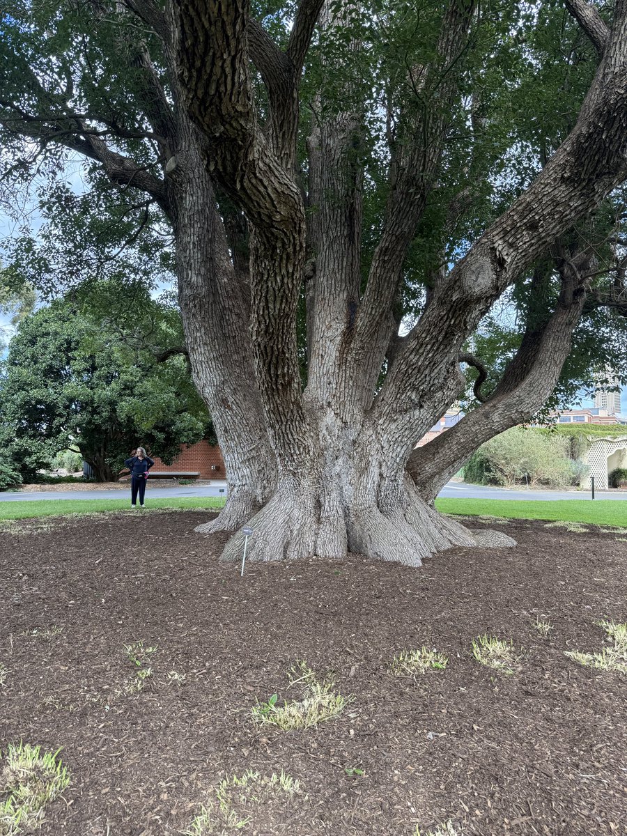 arborsmarty's tweet photo. Cinnamonum camphora - Camphor Laurel at Adelaide Botanic Gardens. https://t.co/k2xXIXCR6C