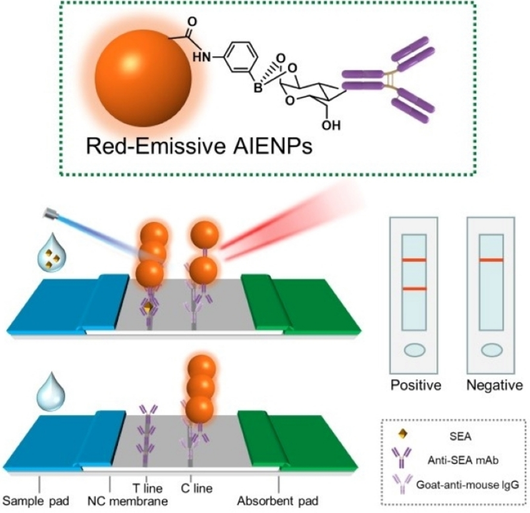 Dr. Yu Su et al. investigated "Aggregation-Induced Red Emission Nanoparticle-Based Lateral Flow Immunoassay for Highly Sensitive Detection of Staphylococcal #Enterotoxin A"

🖱to read this paper published in #mdpitoxins:
mdpi.com/2100634