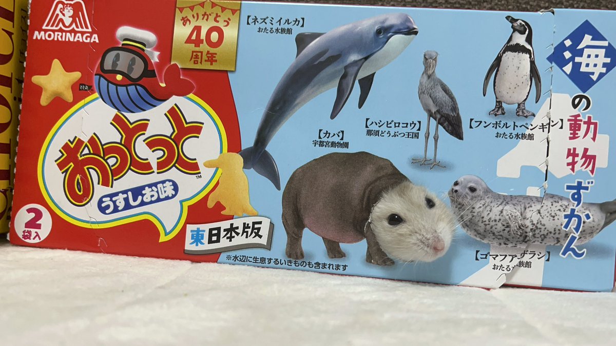 間違い探し🐹🦛

#おから
#ハムスター