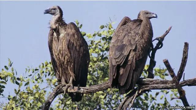 khurpenchh's tweet photo. एक गिद्ध अपना समान पैक करके अपने बच्चों को लेकर पलायन की तैयारी में था , 

तब तक उधर से मैं निकला ,मैने कहा अरे भाई गिद्ध कहां निकल लिए ? वैसे भी तुम्हारी प्रजाति विलुप्त हो रही और तुम भी पलायन कर रहे?

गिद्ध पहले कुछ सोचने लगा फिर बोला, खुरपेंच भाई अमेरिका का वीजा लग गया है , 3 दिन की लंबी यात्रा है और अब परमानेंट जा रहा हूं , 

मैंने पूछा मगर क्यों ? 

गिद्ध मायूस होकर बोला कि खुरपेंच भाई अब हमारी प्रजाति के नए गिद्ध( IAS ,IPS)आ चुके हैं ,हमारे अंदर मॉरल एथिक्स और प्रिंसिपल्स थे , हम अपनी फूड चेन में रहकर काम करते थे , मरे हुए को नोचते थे, लेकिन ये नई नस्ल जिंदा को जीने नहीं देती और मरने वालों को भी नोच डालती है, गलत काम ये करते हैं, बदनामी हमारी होती है , हमारा जीवन तो बीत गया , लेकिन ये हमारे नवजात बच्चे ये बेचारे कैसे झेलेंगे ये सब, इसलिए इनके बेहतर भविष्य के लिए और बदनामी से बचने के लिए देश छोड़कर जा रहा हूं ।