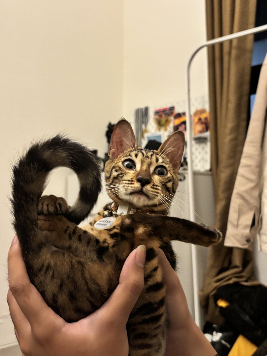 hoonvoie's tweet photo. FREE OPEN ADOPT

Kucing Bengal betina usia 6 bulan
✅ kucing sehat, sudah dikasih obat cacing dan tidak kutuan
✅ kucing aktif dan lincah
📍Bandung, Bojongsoang

Alasan open adopt: Pemiliknya (mahasiswa) sudah tidak sanggup mengurus karena sibuk kuliah

yang minat bisa dm yaa🥰 https://t.co/w880h7BxvK