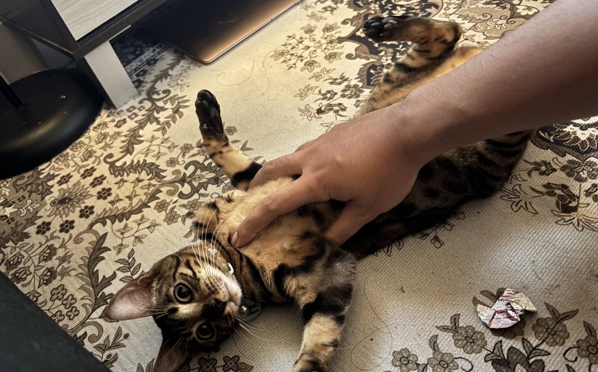 hoonvoie's tweet photo. FREE OPEN ADOPT

Kucing Bengal betina usia 6 bulan
✅ kucing sehat, sudah dikasih obat cacing dan tidak kutuan
✅ kucing aktif dan lincah
📍Bandung, Bojongsoang

Alasan open adopt: Pemiliknya (mahasiswa) sudah tidak sanggup mengurus karena sibuk kuliah

yang minat bisa dm yaa🥰 https://t.co/w880h7BxvK