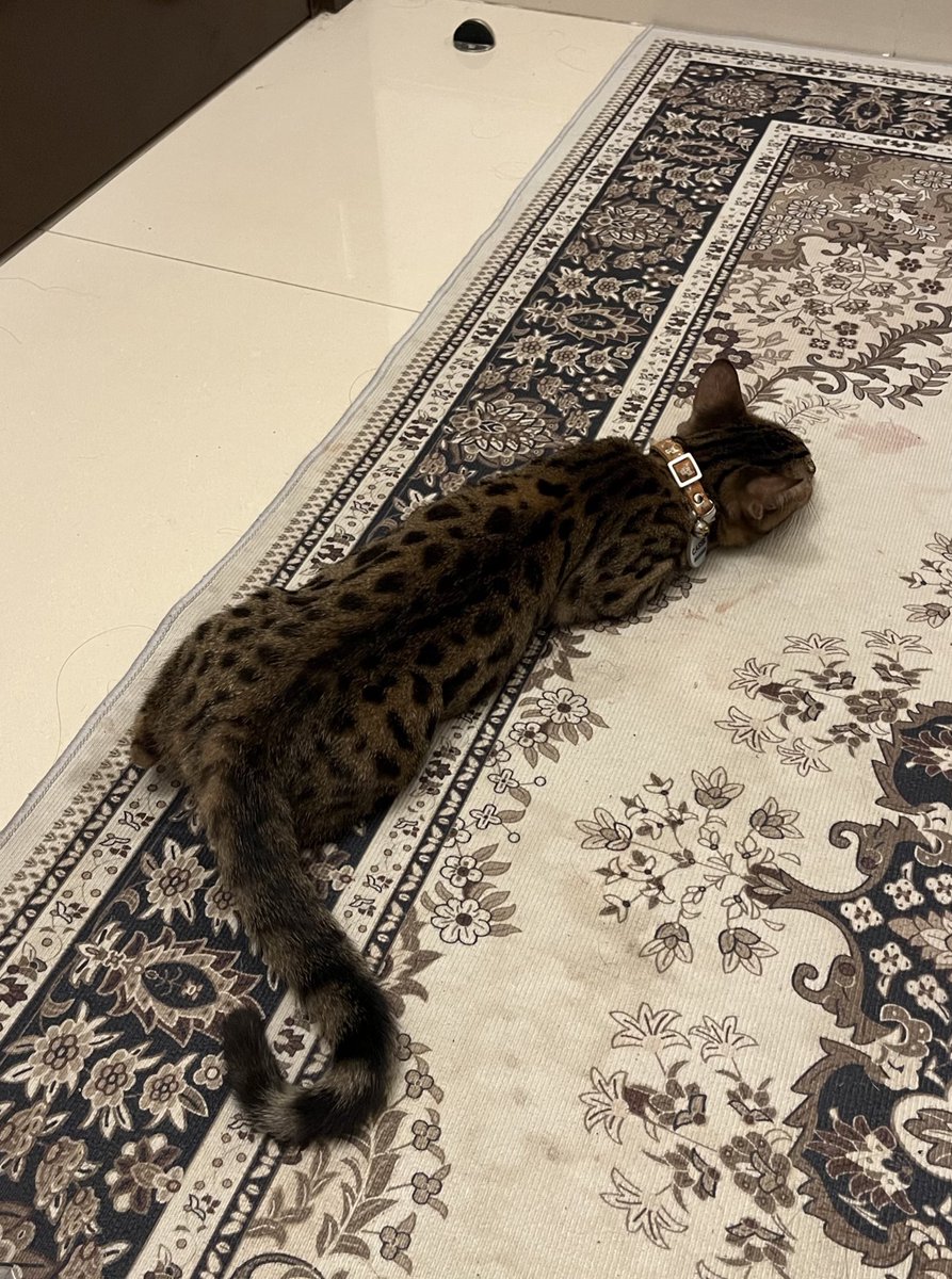 hoonvoie's tweet photo. FREE OPEN ADOPT

Kucing Bengal betina usia 6 bulan
✅ kucing sehat, sudah dikasih obat cacing dan tidak kutuan
✅ kucing aktif dan lincah
📍Bandung, Bojongsoang

Alasan open adopt: Pemiliknya (mahasiswa) sudah tidak sanggup mengurus karena sibuk kuliah

yang minat bisa dm yaa🥰 https://t.co/w880h7BxvK