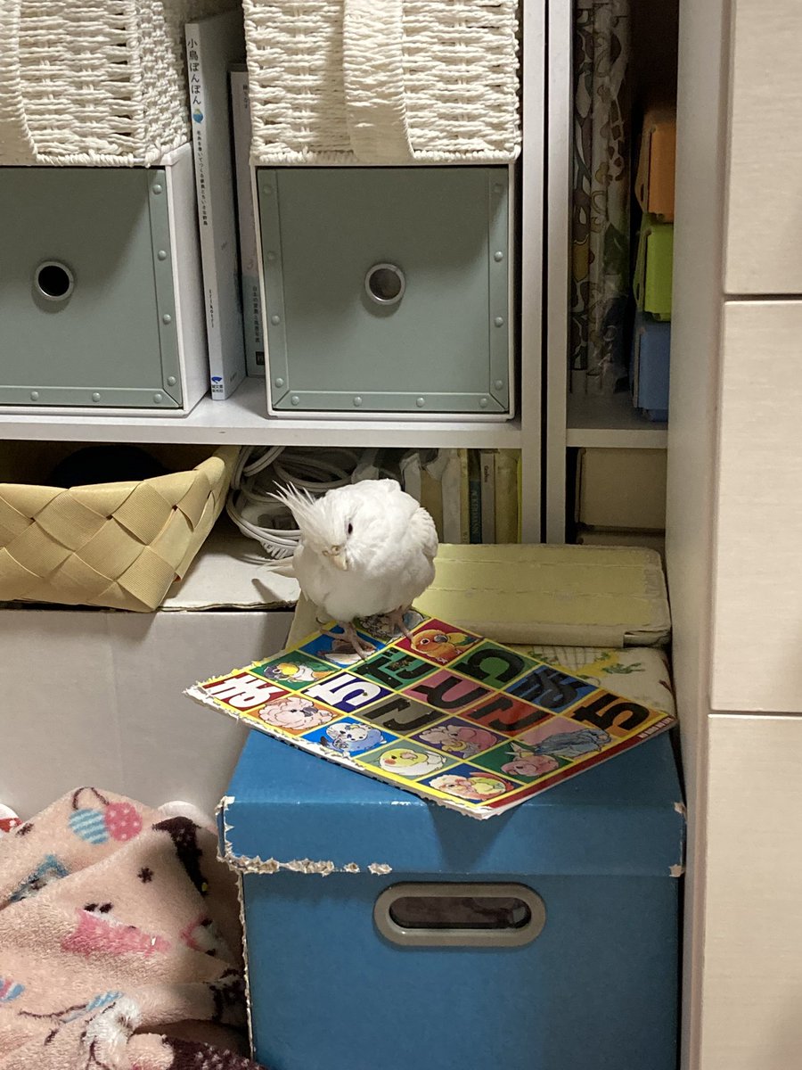 sagara_kyoko's tweet photo. 最近のお気に入りの場所❤️どこから破壊しよ〜かな〜🐤
 #オカメインコ https://t.co/Z3PIbLwW76