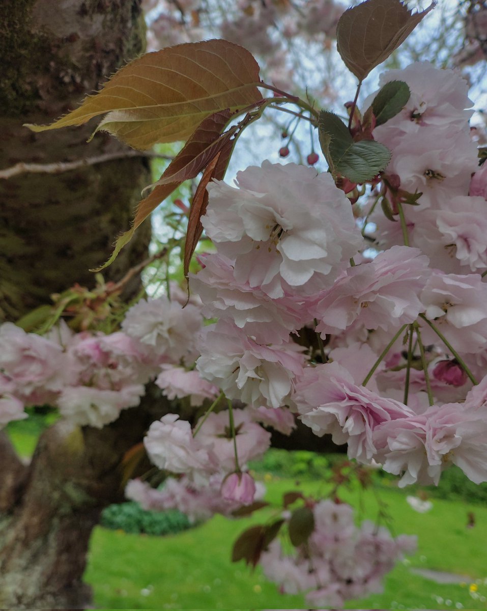 brightnewvensa's tweet image. 🌸🌸🌸
    🍃
          🍃🌸

Blossom bloom,
has its own way...
What can I say;
I stay, speechless,
in the middle 
of that Tender, Vibrant,
BEAUTIFUL display.

#springcelebration 
#springtime 
#FlowersOnFriday
#ShinelikeDay ✨🙏✨
BE Happy!