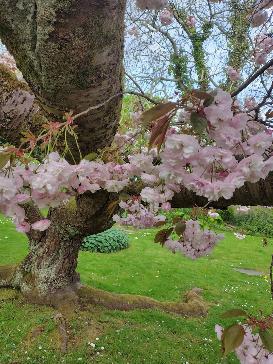 brightnewvensa's tweet image. 🌸🌸🌸
    🍃
          🍃🌸

Blossom bloom,
has its own way...
What can I say;
I stay, speechless,
in the middle 
of that Tender, Vibrant,
BEAUTIFUL display.

#springcelebration 
#springtime 
#FlowersOnFriday
#ShinelikeDay ✨🙏✨
BE Happy!