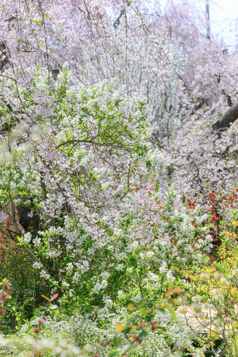 溢れるほどの花たちに囲まれた
京都 原谷苑は凄かった！