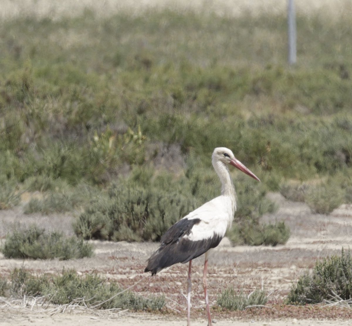 @birdsaroundcyprus White Stork- Kouklia Dam 18 Apr 25. #cyprusbirds #birdsseenin2025