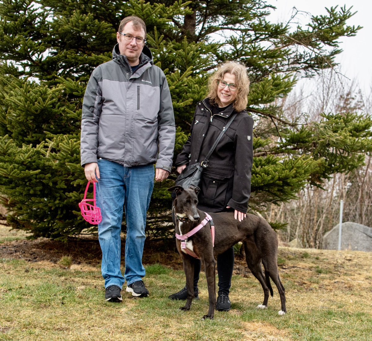 Congratulations to Iris (Iris On Ice) on finding her family. We wish them many years of happiness together💚
#adoptagreyhound
