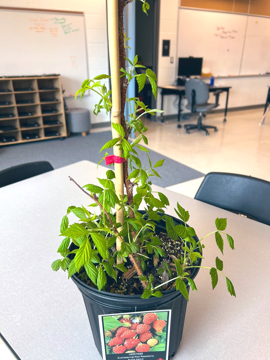 Noticing and tracking growth in our plants and ourselves was a big part of our week. #SELInnovationHubPDSB #CastleOaksWatchUsGrow <a href="/ftullochharvey/">Francine Tulloch-Harvey</a>