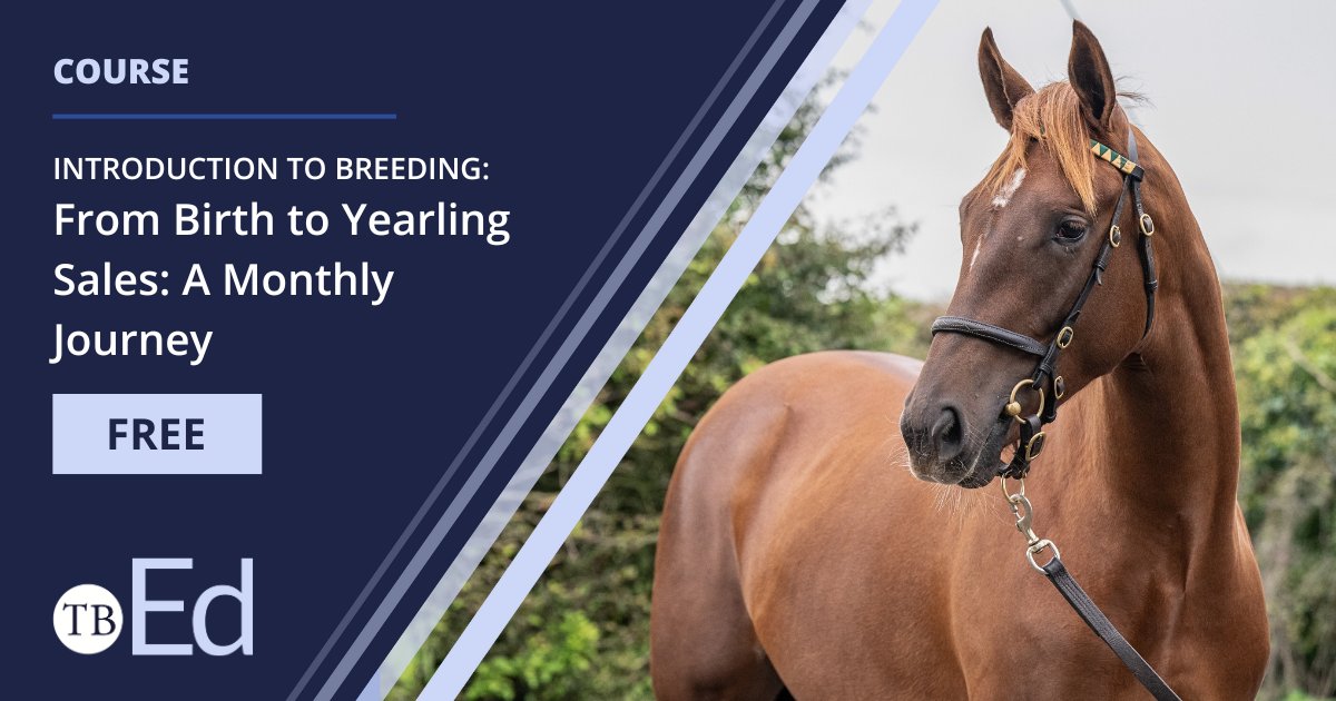 Ready to follow 'Bella' as she takes you from birth-to-sales-ring in this interactive FREE course?

🧠 Learn about observing and monitoring young Thoroughbreds and much more from experts... 
 
Find out more ➡️ tb-ed.co.uk/courses

#equinecare #education #equineeducation