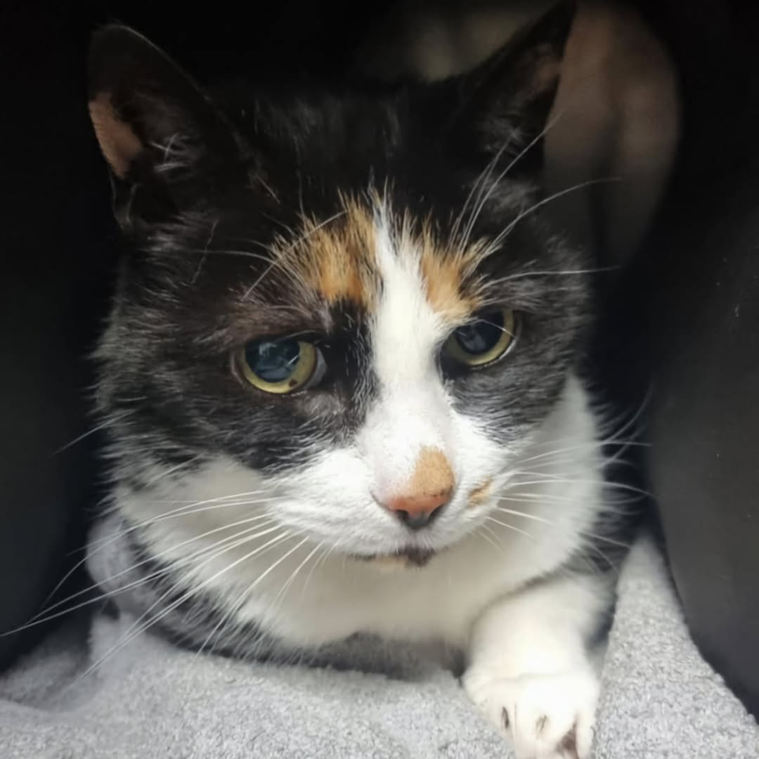 URGENT, RESCUE SPACE OR FOSTER HOME NEEDED FOR BETTY, AGED 15, DUE TO BE 'EUTHANISED' 25 APRIL 2025 #MELLING #MERSEYSIDE #LIVERPOOL #UK  😿💔
TRANSPORT CAN BE ARRANGED . 
CONTACT Steph Taylor BELOW IF YOU CAN HELP  OR PLEASE JUST SHARE 
Contact facebook.com/steph.taylor.1…