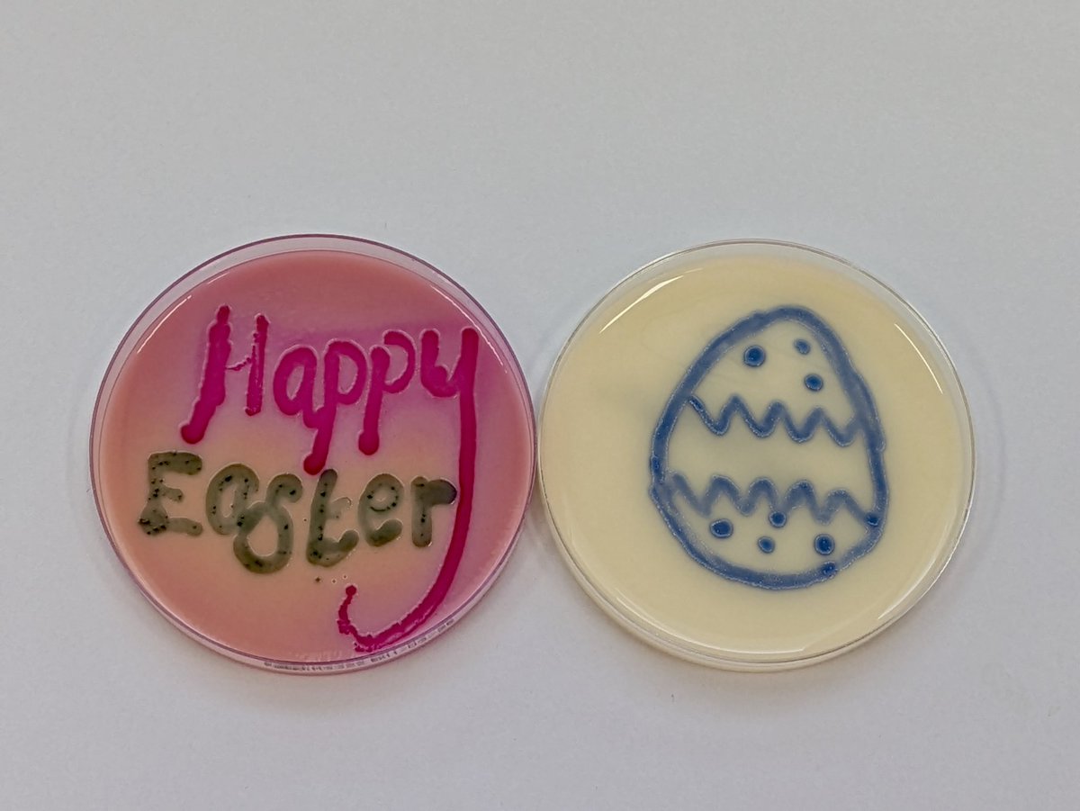 c_couzens's tweet photo. AFBI’s AMR lab would like to wish everyone a Happy Easter! Hope everyone enjoys the well deserved break. 
PS extra brownie points for organism &amp; agar 😉 @AFBI_NI #AMR #agarart #AFBI https://t.co/L2Kcm37zih