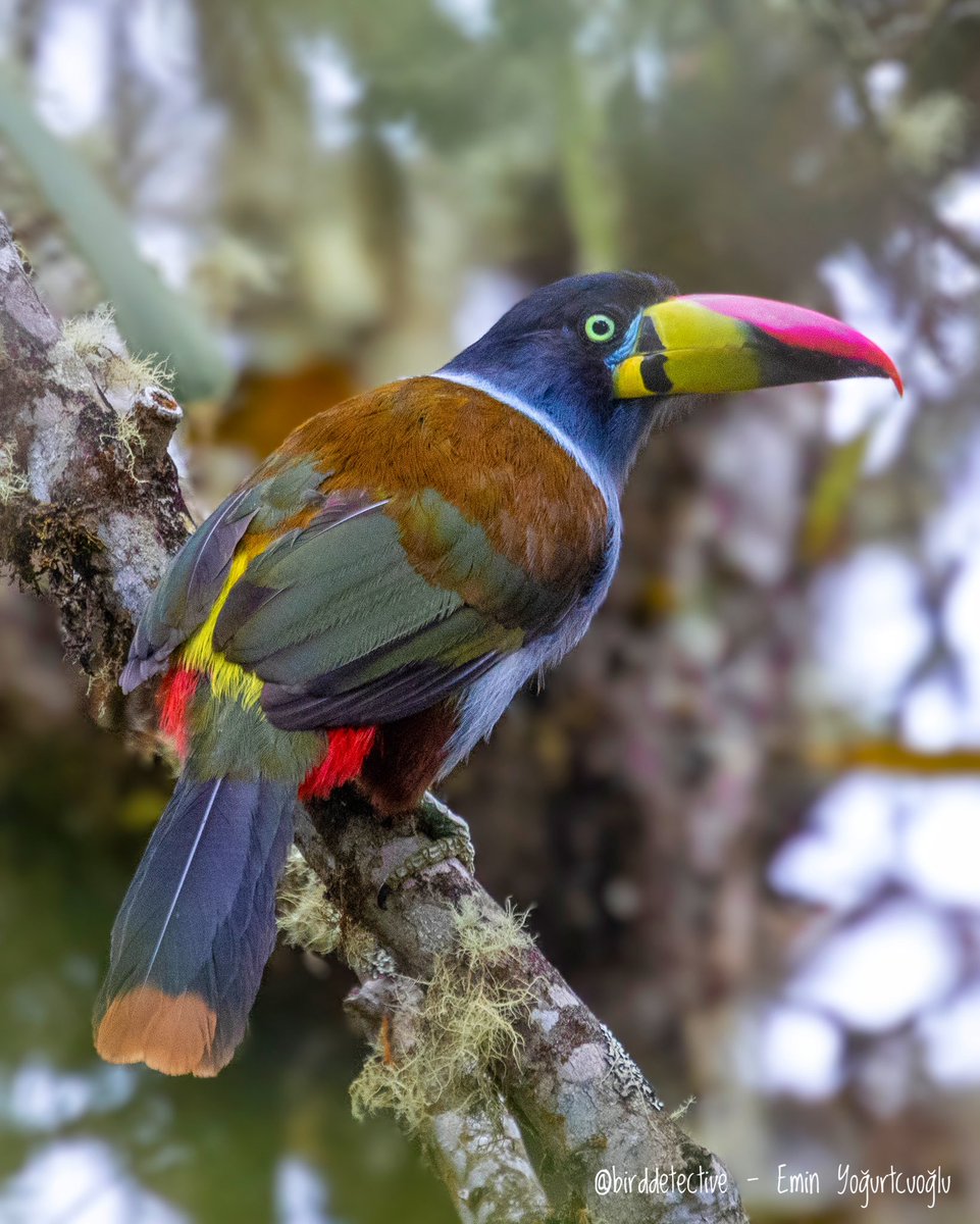Peru And Dağları’ndaki bulut ormanlarında yaşayan bir Gri Göğüslü Dağ Tukaneti. Dünyadaki yaşam muhteşem renkleri kuşlar üzerinden sunuyor. Sizle de paylaşmak istedim.