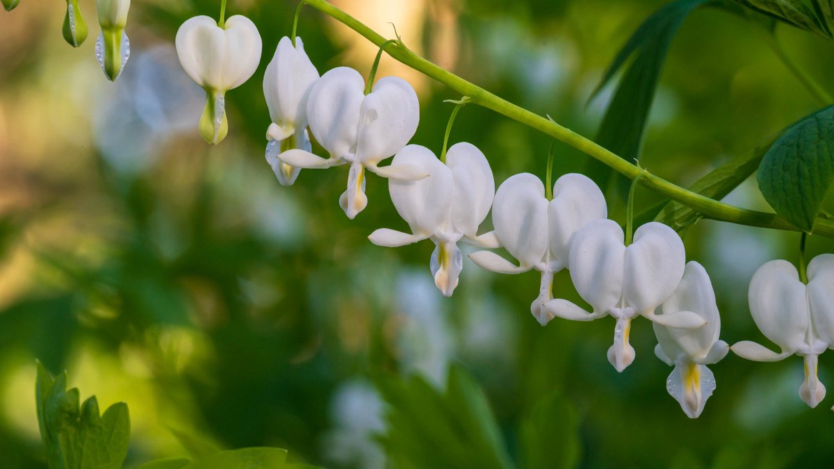 mlyonphotos's tweet photo. White bleeding heart flowers on a vine. #photography #HendricksPark #EugeneOregon #flowers #bleedinghearts #nature https://t.co/lzRzmnk4K9