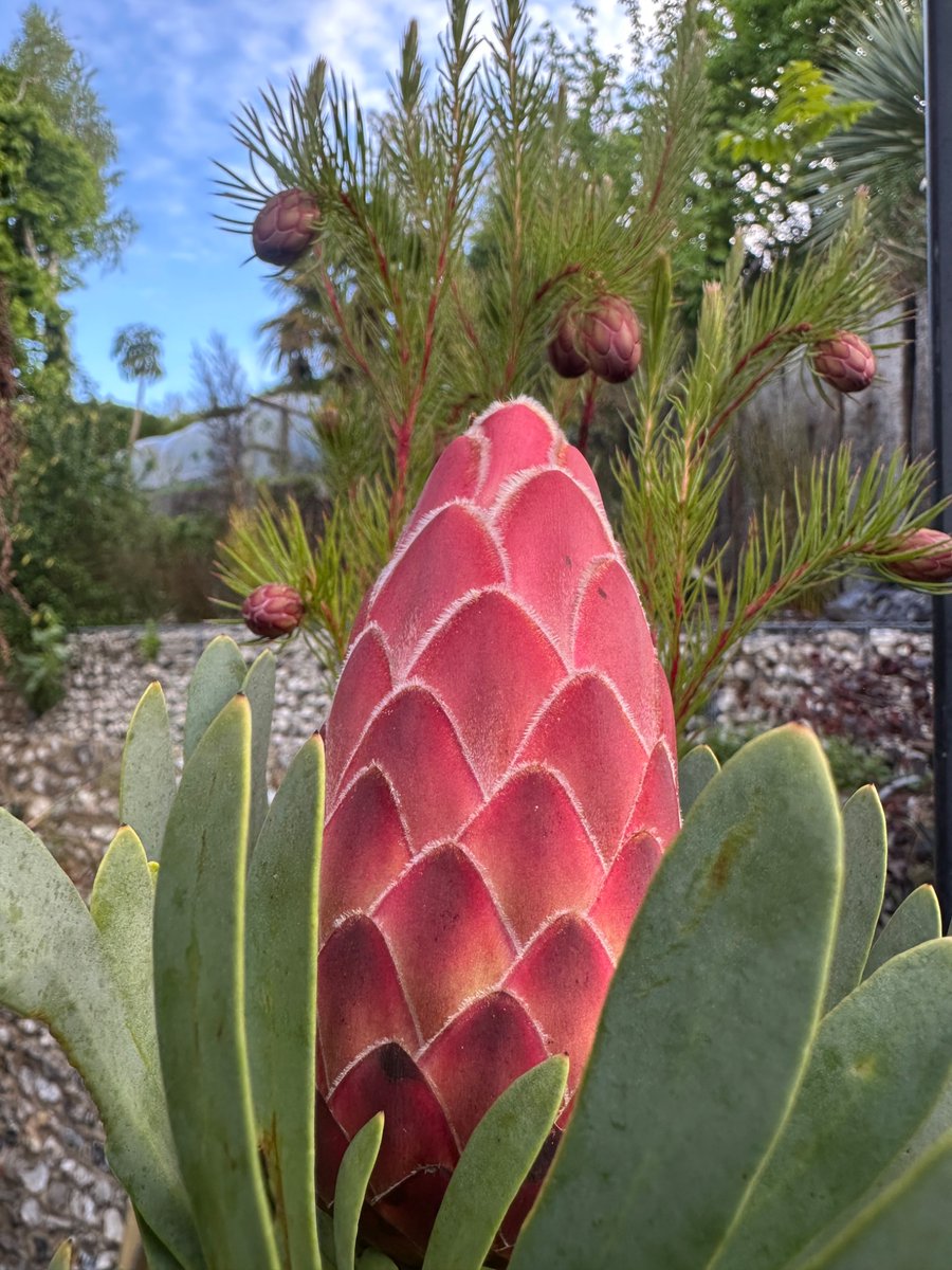 HillbornPlants tweet media