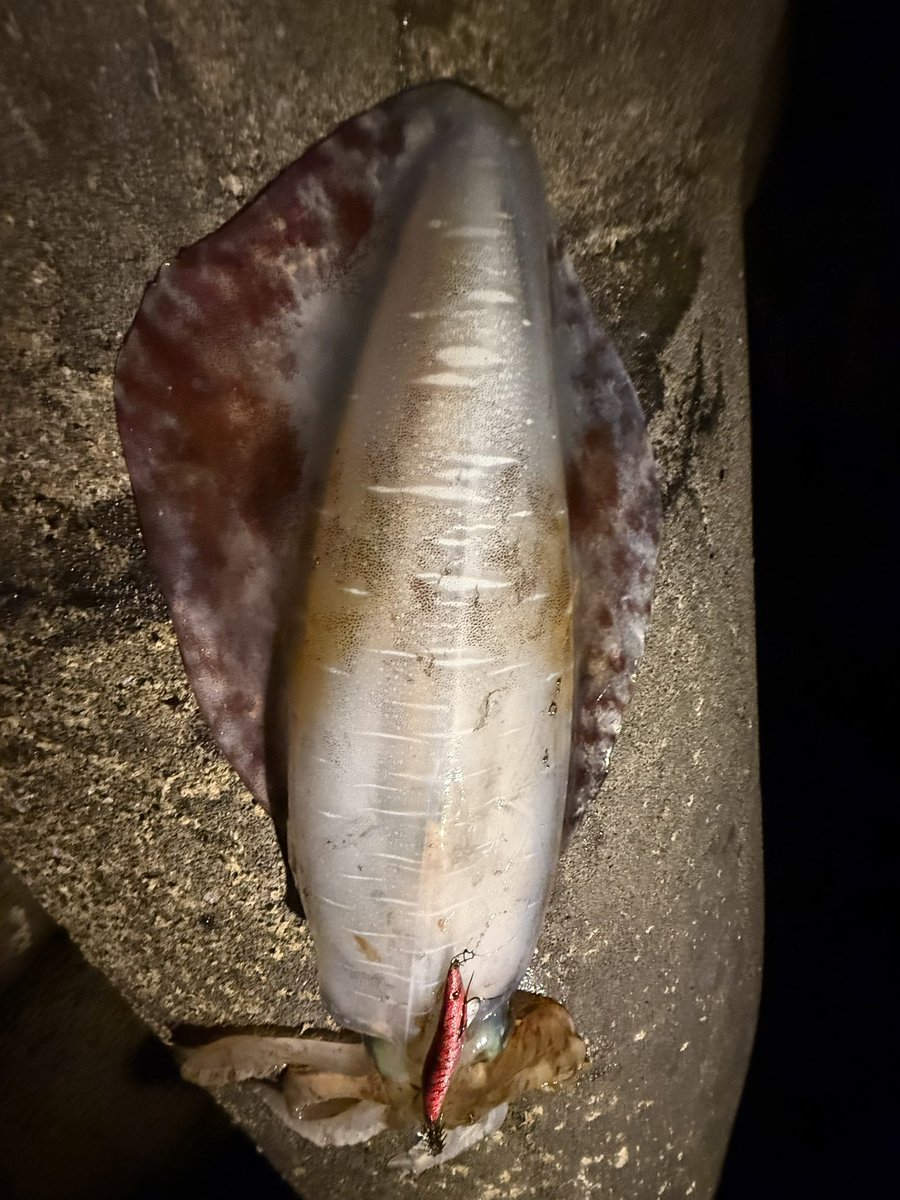 yu_fishing tweet media