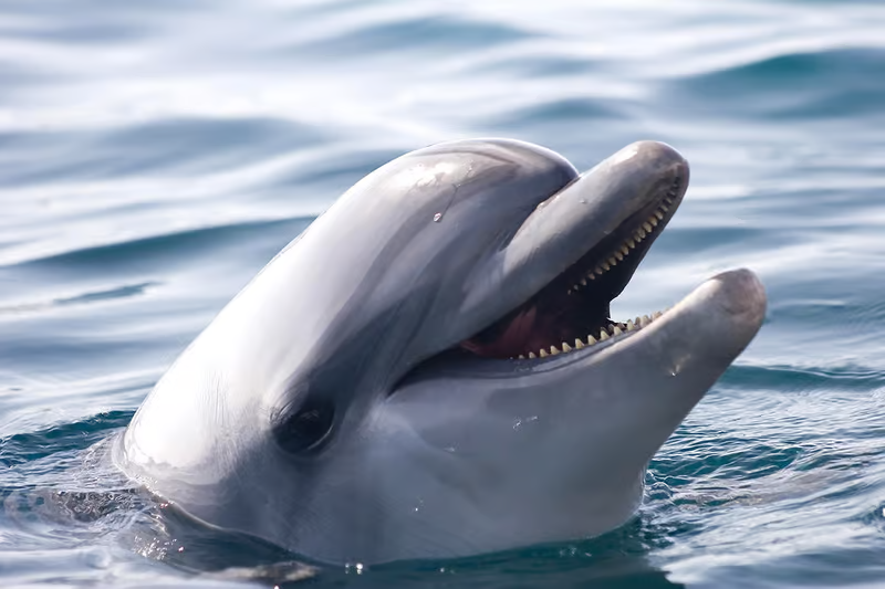 Google AI learns to speak dolphin newatlas.com/biology/build-…