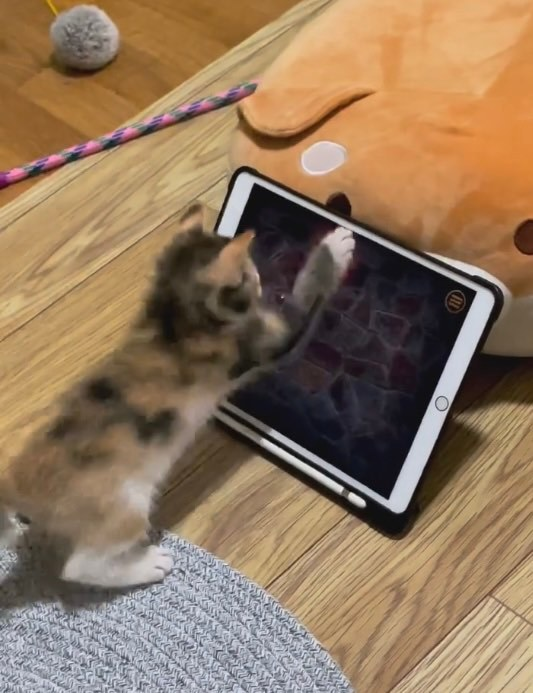 ValeSunshi's tweet photo. Gonna be live at 8 pm est! [PROBABLY NO PROMISES ONG]

Me when im late to stream: https://t.co/qG11rJVF8g
