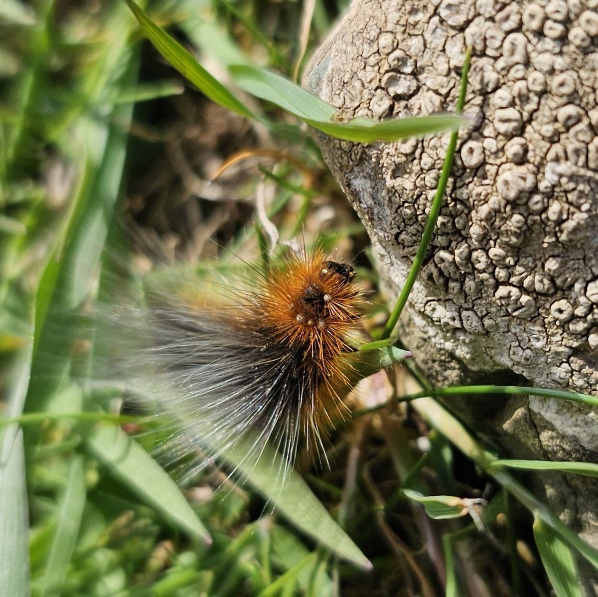 CPartridge74's tweet photo. Had a lovely #volunteering session with @seatrustwales over #RamseySound. Porpoises were unusually far out today, but enjoyed being out there &amp; taking notice #Wellbeing #sun #GardenTiger #caterpillar https://t.co/qqnr6gE53D
