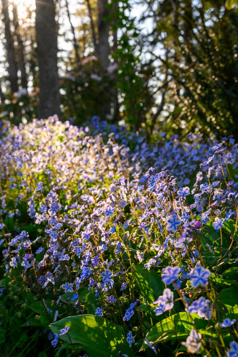 mlyonphotos's tweet photo. A field of flowers is sunlit through the trees in the evening. #HendricksPark #EugeneOregon #flowers #sunlight #nature #photography #PhotosOfMastodon #マスト写真部 https://t.co/vydNULXsYQ