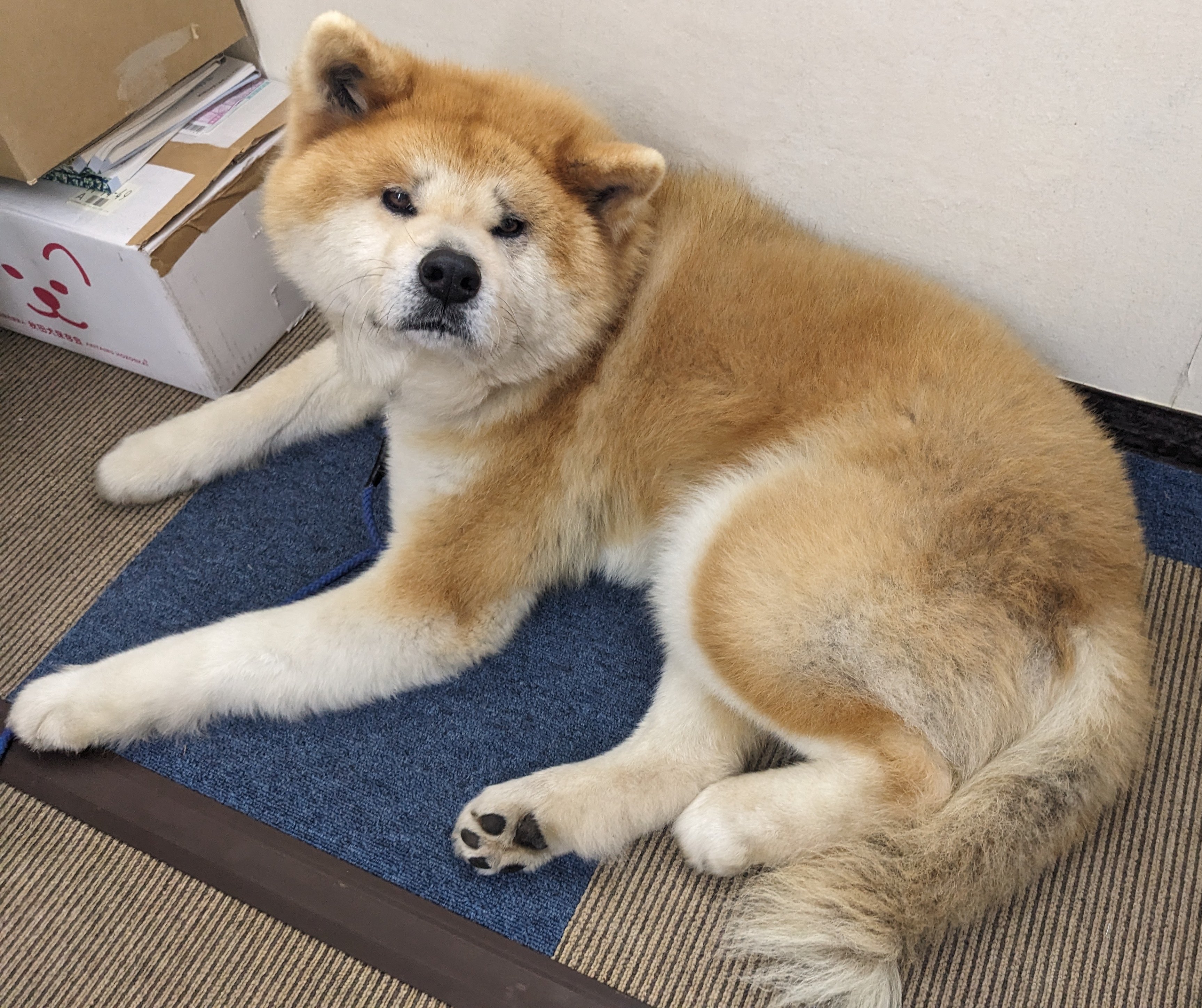 秋田秋豊 本まとめ