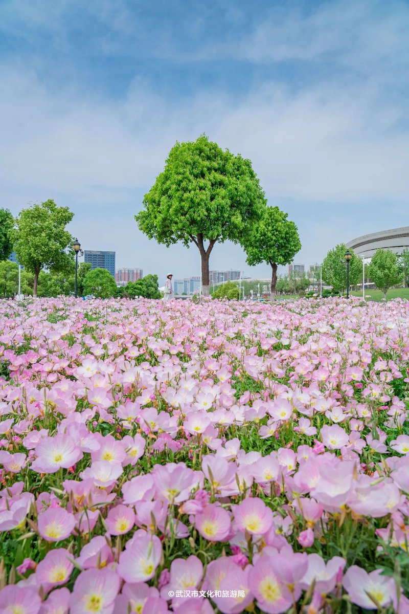 visit_wuhan's tweet image. Step into a dreamy wonderland as evening primroses reach their peak bloom in Wuhan! Don't miss this fleeting spectacle—immerse yourself in the enchanting sea of pink and capture memories that will last a lifetime. #VisitWuhan #WuhanTravelGuide #SpringBloom