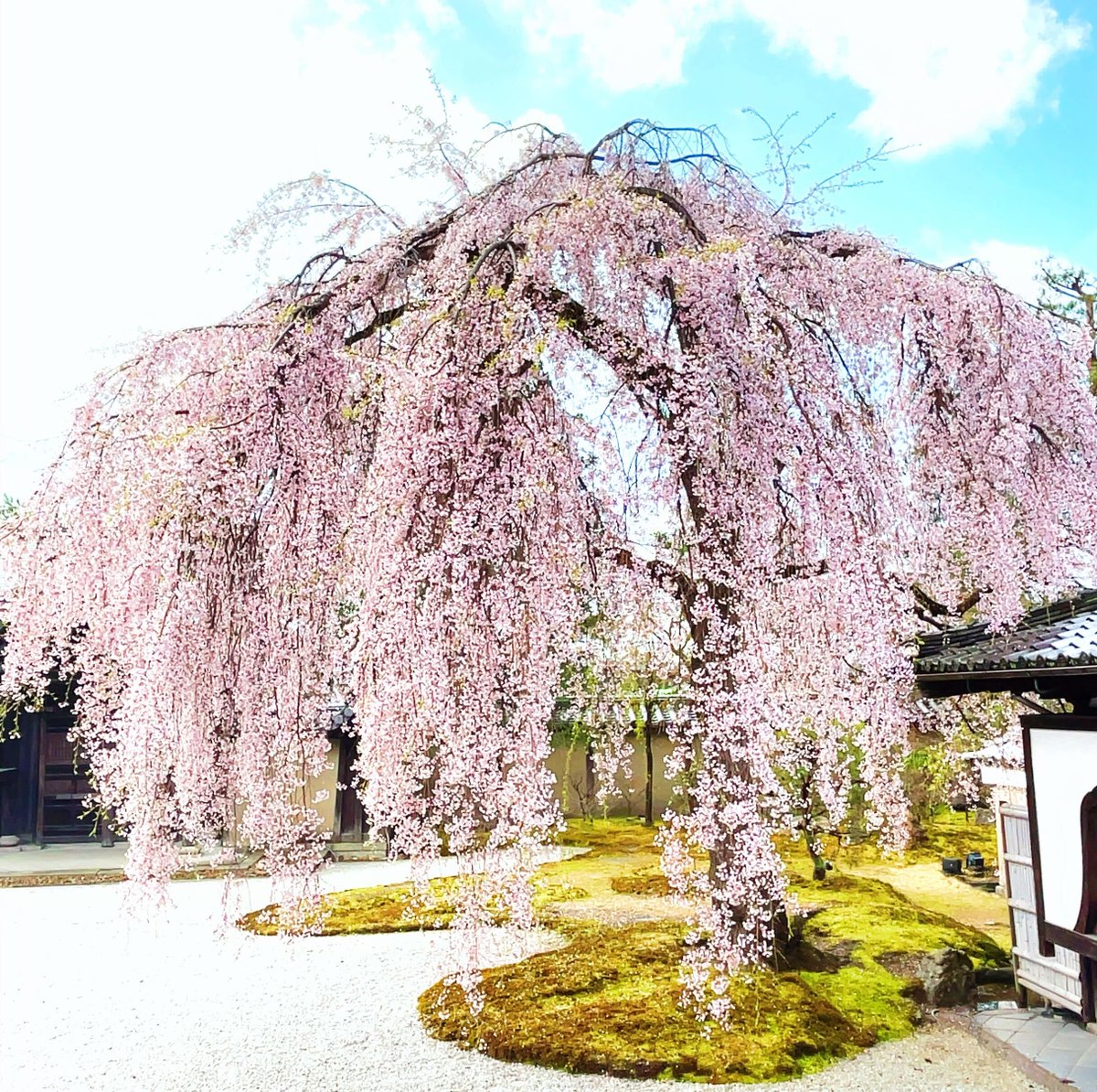 GreeusCBD's tweet photo. 桜が教えてくれる、"今"を味わう大切さ。

CBDと一緒に過ごす春は、もっと深く、もっと穏やか。
マインドフルネスな春。桜が散るともう夏はすぐそこ。

本日メルマガでうれしい情報配信します♪
ぜひチェックしてください。

#420タイム #マインドフルネス #桜 #セルフケア #Greeus https://t.co/gAFyygB81R