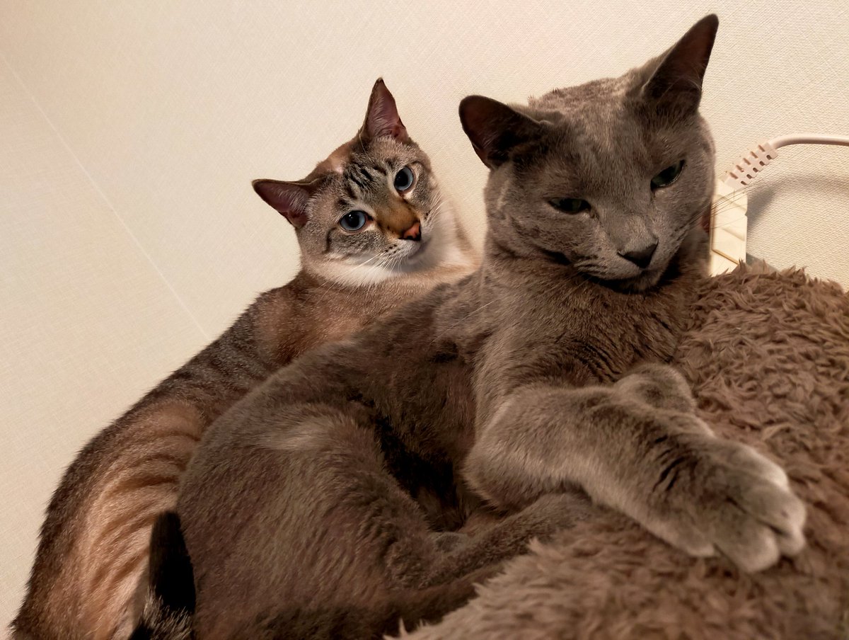 j_ashask's tweet photo. あと数ヶ月で3歳。早いなあ。
成猫の貫禄が出てきたね！(アッシュは眠そう)
 #猫のいる生活 https://t.co/IjbicJUIh9