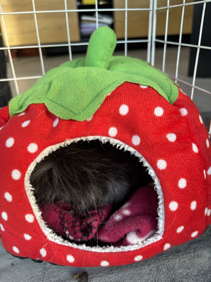 Today I’m a strawberry! 🍓 
- Zeebra