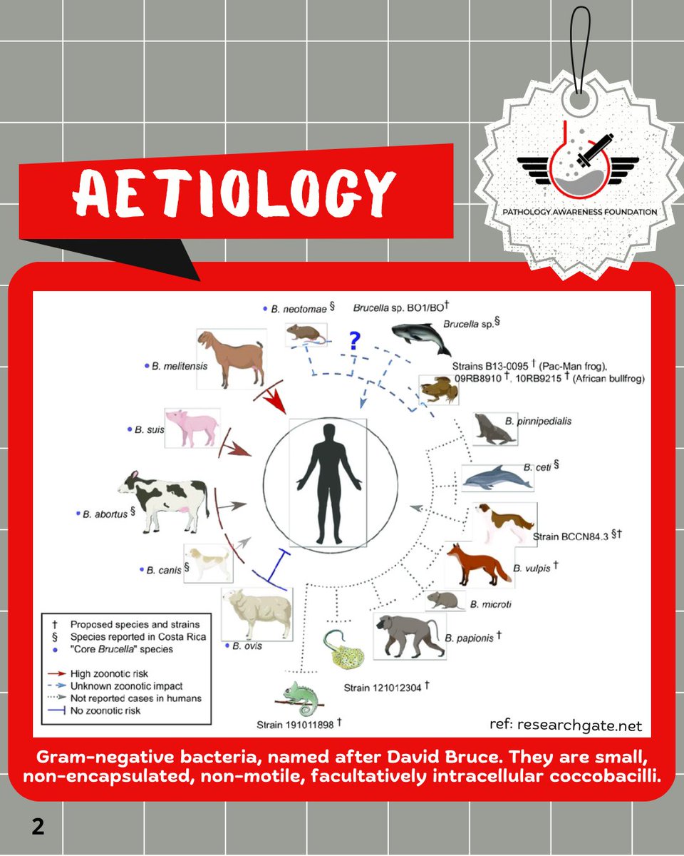 PathologyAware's tweet photo. Breaking the Silence on Brucellosis!

Our Ambassador from Maharashtra Animal and Fishery Sciences University, Nagpur, together with her team members—Team NVC, are spreading awareness on brucellosis—its transmission, symptoms, and impact on public health. https://t.co/ZCL2GR9A8b