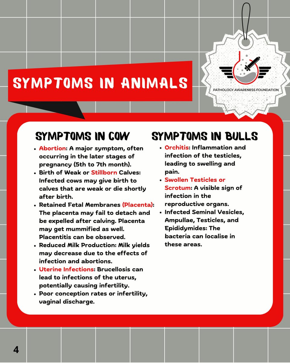PathologyAware's tweet photo. Breaking the Silence on Brucellosis!

Our Ambassador from Maharashtra Animal and Fishery Sciences University, Nagpur, together with her team members—Team NVC, are spreading awareness on brucellosis—its transmission, symptoms, and impact on public health. https://t.co/ZCL2GR9A8b