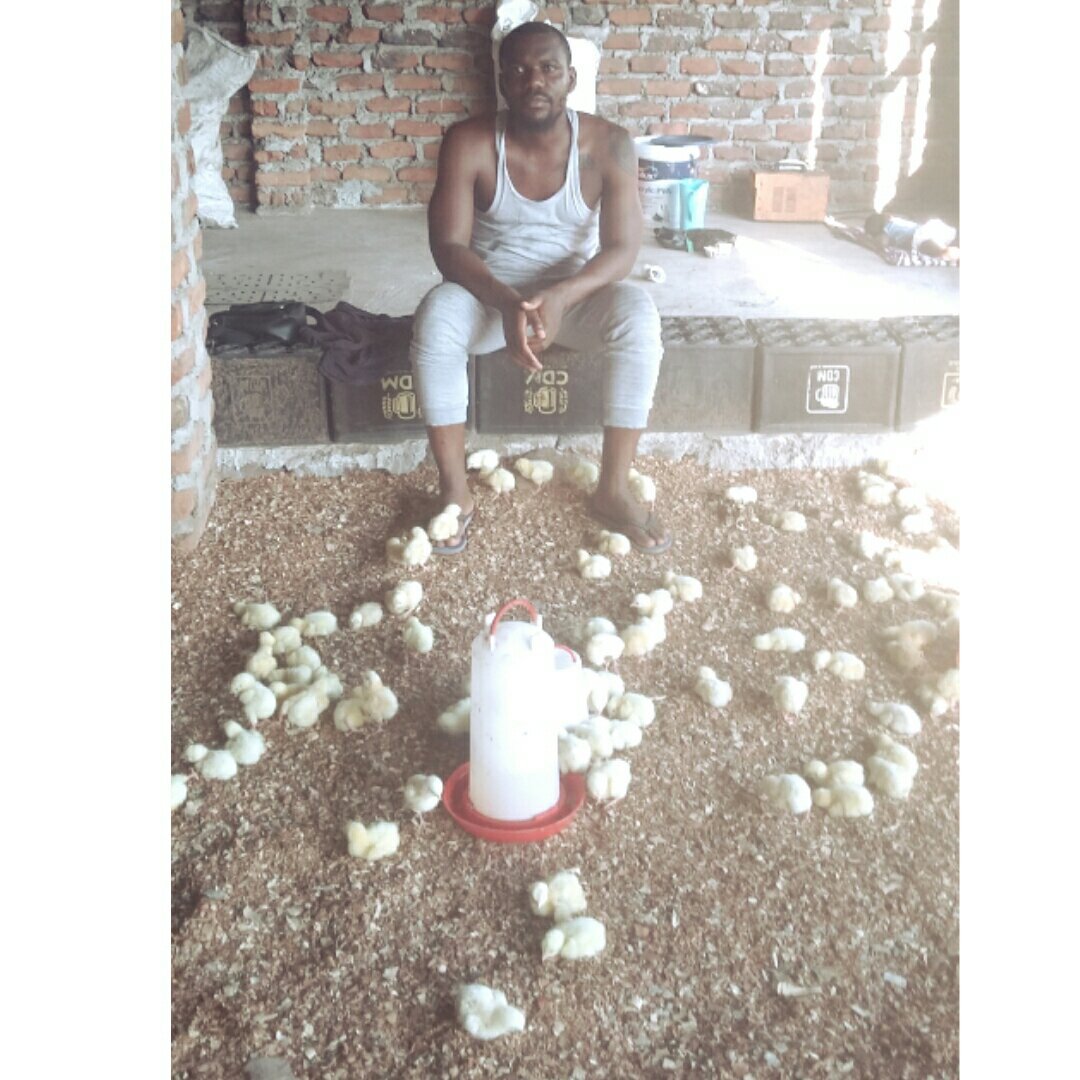 mufasa_nhungue's tweet photo. Hoje celebro 7 anos como empreendedor na Área de avicultura, tudo começou em 2018, essas foram as primeiras instalações algo improvisado, comecei e não entendia nada do negócio, me lembro que sempre dormia no aviário pois eram por ai 1000 pintos. https://t.co/a1lGgEltp2