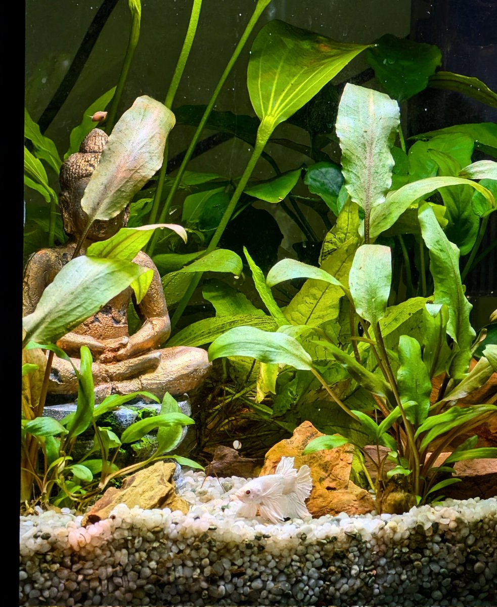 OZZY_GiRL_'s tweet photo. My beautiful Dumbo White Plakat Betta Fish π€π€π€π€π€ "Scooter"
Since tripling his last tank, he is loving life even more.
Such a character and poser π Caught him on a rare still moment #scooter #betta #bettafish #plakat #bettasplenden #dumbo #OzzysFish #aquarium #SiameseFighter