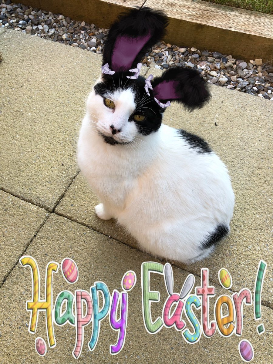 Happy Easter everyone 😹 #ThrowbackThursday 🐣🐰🪺🥚