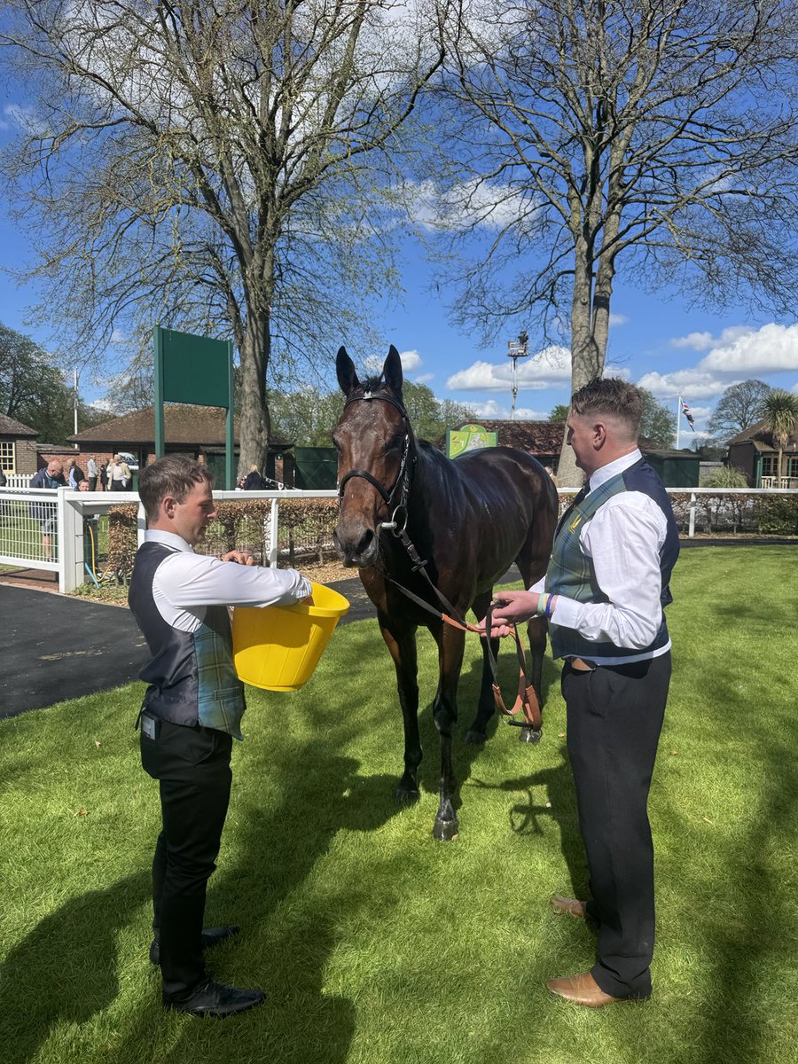 Pleasing debut 2nd for GRAVITAS ⁦<a href="/RiponRaces/">Ripon Races</a>⁩ ⁦<a href="/Johnston_Racing/">Johnston Racing</a>⁩ well done to all involved