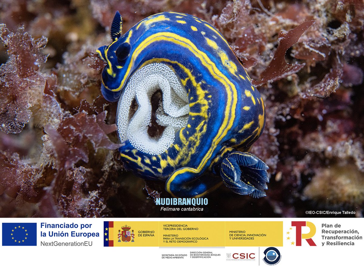 BIODIV_SOCAVA's tweet image. INVERTEBRADOS 🪸🐚🐙
Este enorme grupo faunístico se compone de miles de especies (alrededor del 95% de la fauna son invertebrados) Quedan excluidos los peces, mamíferos, aves, anfibios y reptiles.
El lecho marino está repleto de invertebrados de todo tipo. Os traemos en esta…