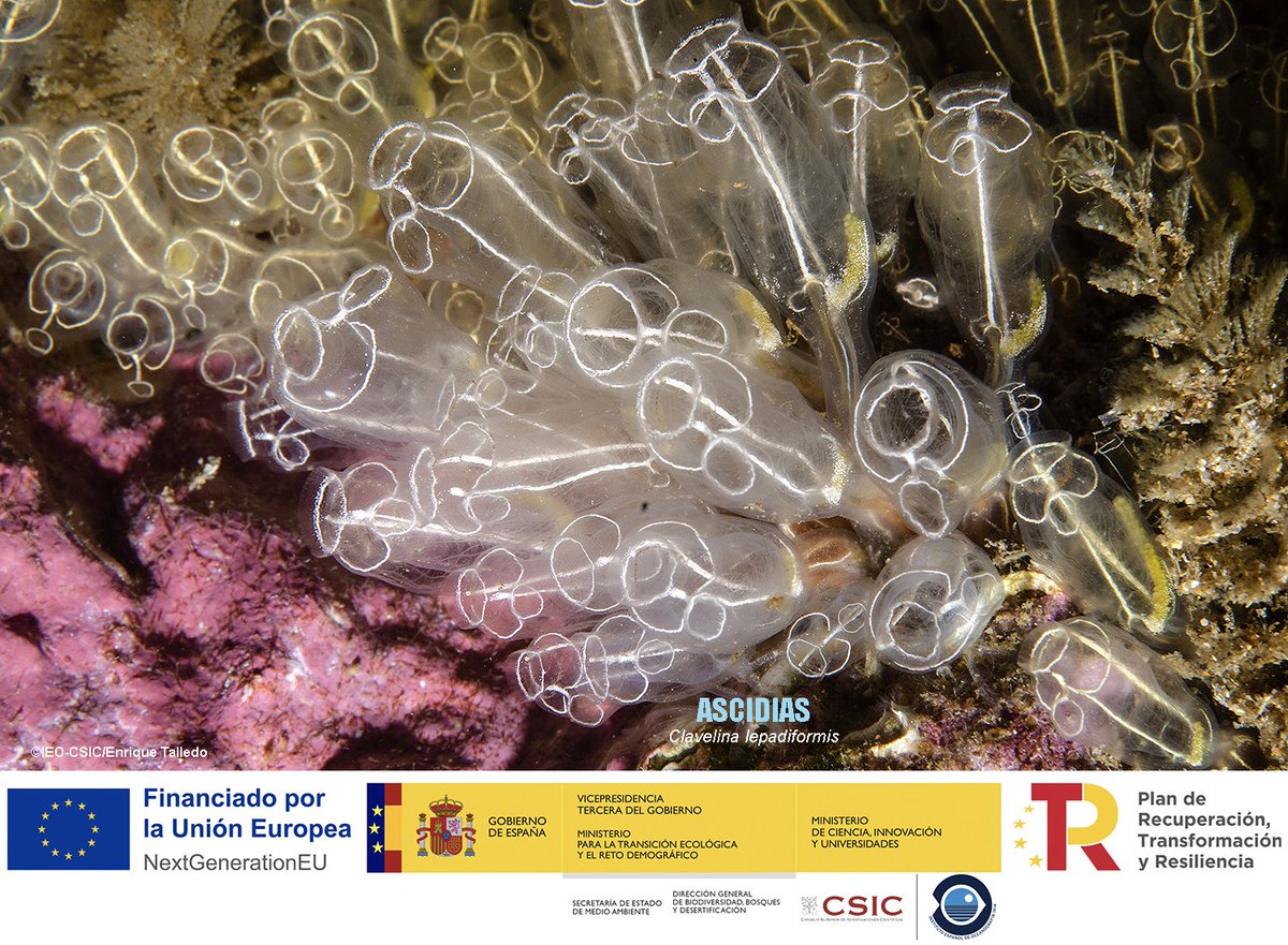 BIODIV_SOCAVA's tweet image. INVERTEBRADOS 🪸🐚🐙
Este enorme grupo faunístico se compone de miles de especies (alrededor del 95% de la fauna son invertebrados) Quedan excluidos los peces, mamíferos, aves, anfibios y reptiles.
El lecho marino está repleto de invertebrados de todo tipo. Os traemos en esta…