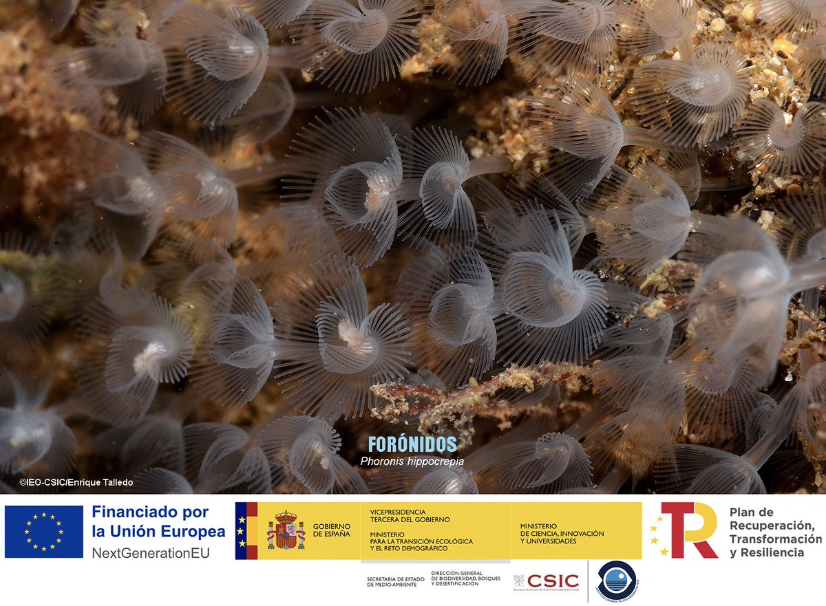 BIODIV_SOCAVA's tweet image. INVERTEBRADOS 🪸🐚🐙
Este enorme grupo faunístico se compone de miles de especies (alrededor del 95% de la fauna son invertebrados) Quedan excluidos los peces, mamíferos, aves, anfibios y reptiles.
El lecho marino está repleto de invertebrados de todo tipo. Os traemos en esta…